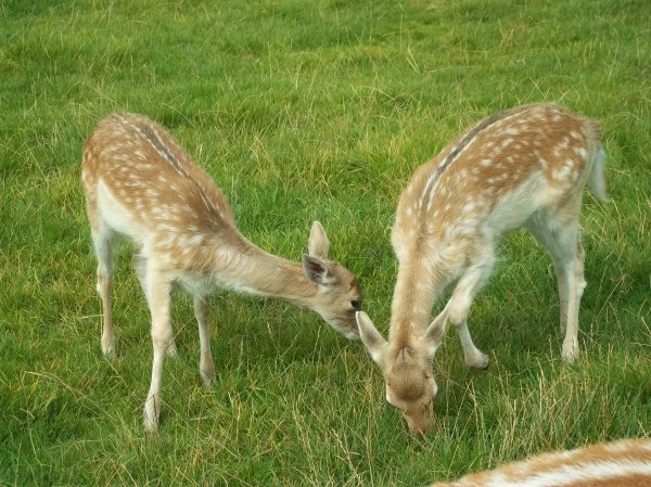 The Hive- Wild boar park Photo-6