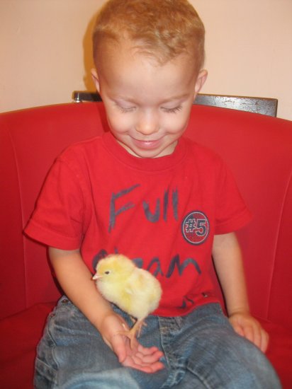 The Chicks have hatched! Photo-4