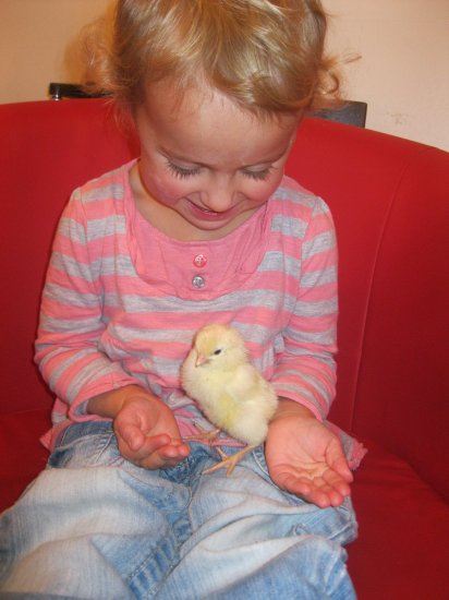 The Chicks have hatched! Photo-5