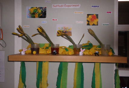 science daffodil experiment bees busy
